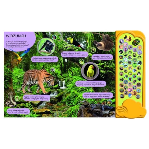 Wnętrze książeczki dźwiękowej „W Dżungli” z ilustracjami zwierząt tropikalnych i panelem dźwiękowym dla dzieci.
