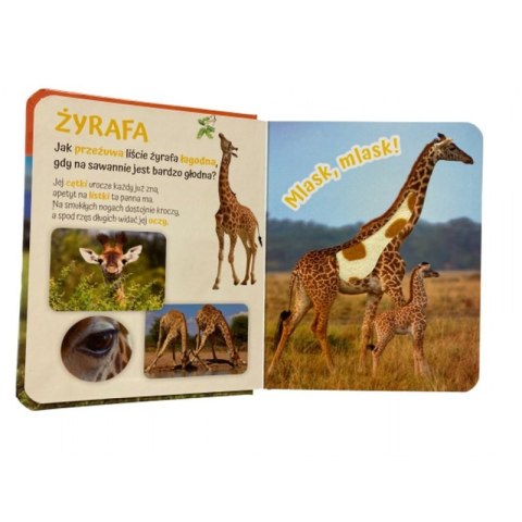 Wnętrze książki „Pogłaszcz Zwierzęta Świata” przedstawiające żyrafę i jej młode na sawannie oraz krótkie ciekawostki o zwierzęciu.